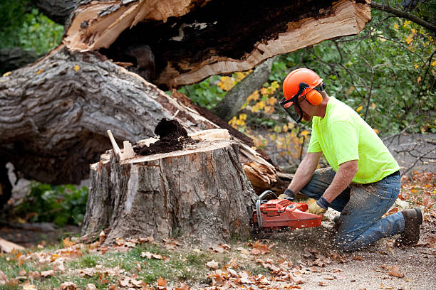 Trusted Paul, ID Tree Services Experts