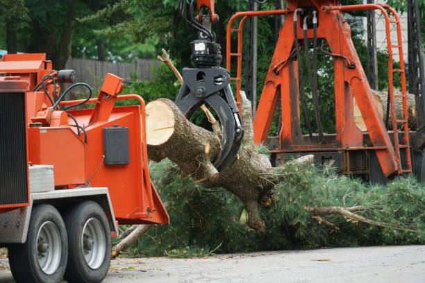 Best Tree Removal Service  in Paul, ID